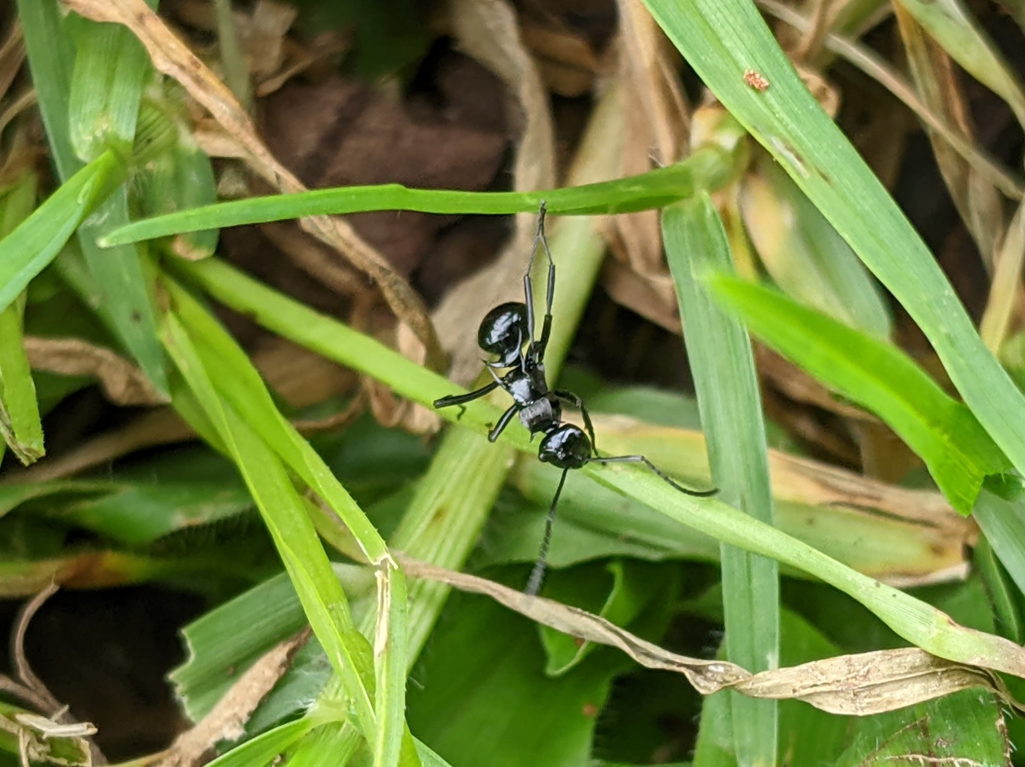 Polyrhachis hungi