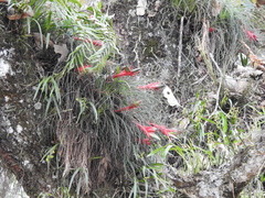 Tillandsia punctulata