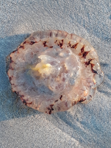 Chrysaora fulgida