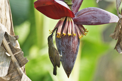 Arachnothera longirostra