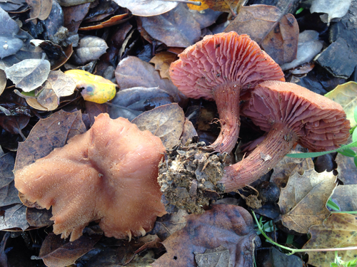 Western Amethyst Laccaria