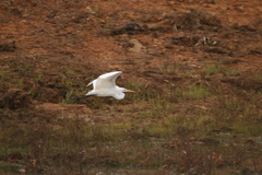 Ardea alba