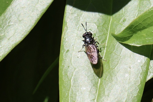Black Soldier Fly photo 5