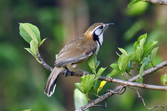 Pterorhinus pectoralis