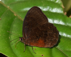 Pedaliodes phrasiclea