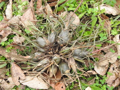 Tillandsia butzii