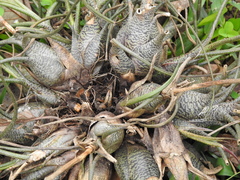 Tillandsia butzii