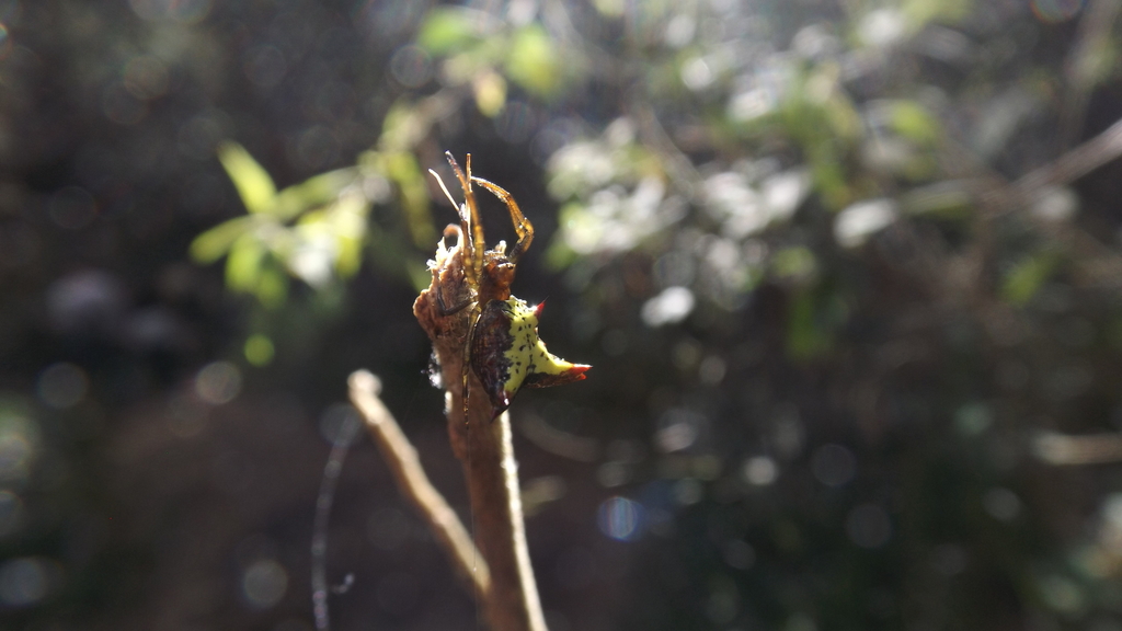 orb weavers