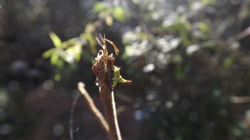 orb weavers