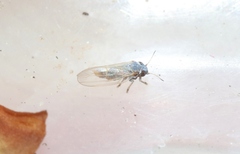 Ctenarytaina eucalypti
