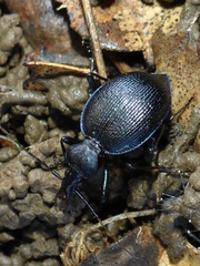 Scaphinotus interruptus