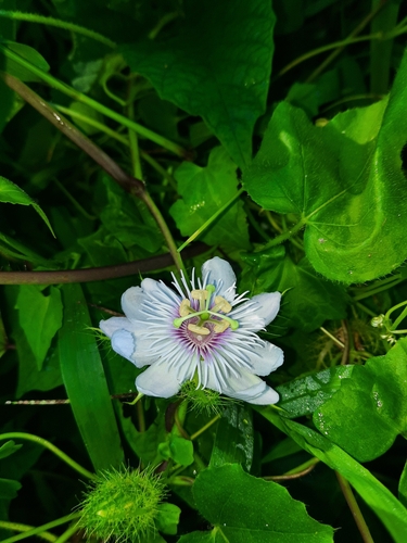 Passiflora vesicaria