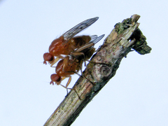 Dryomyzidae
