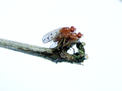 Dryomyzidae