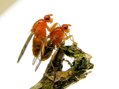 Dryomyzidae