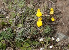 Calceolaria biflora