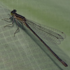 Ischnura elegans