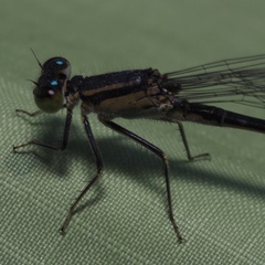 Ischnura elegans