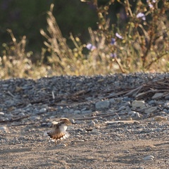 Charadrius dubius