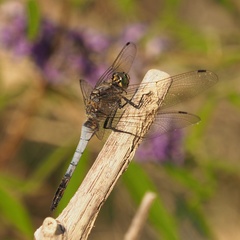 Orthetrum cancellatum