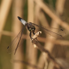 Orthetrum cancellatum