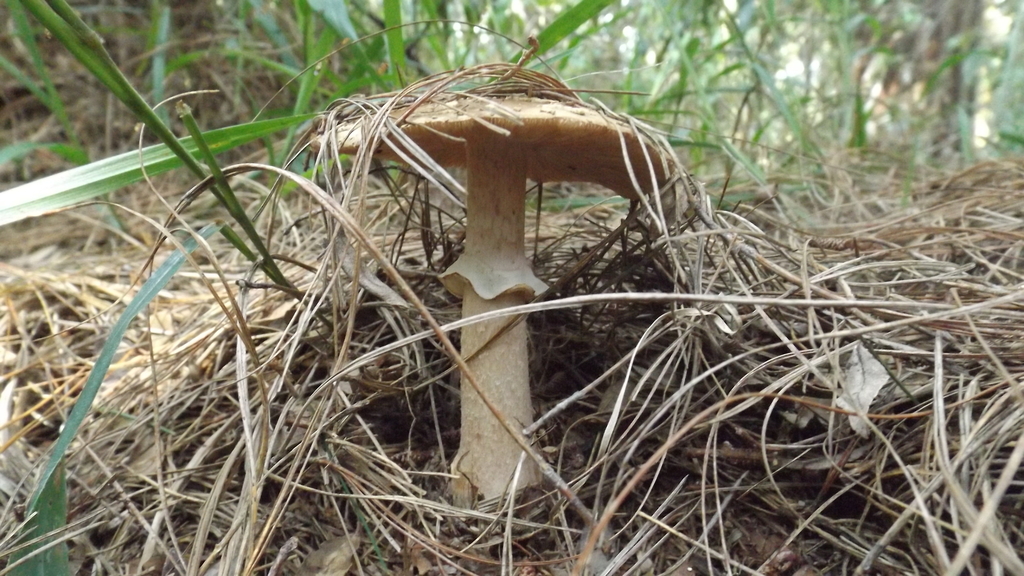 Amanita brunneolocularis · July 2018 · photo: © esteban_villa (iNaturalist, cc-by-sa)