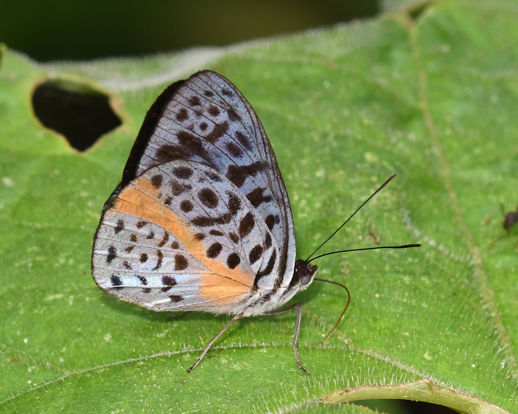 Eunica chlororhoa