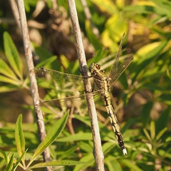 Orthetrum albistylum