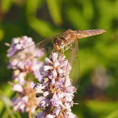 Crocothemis erythraea