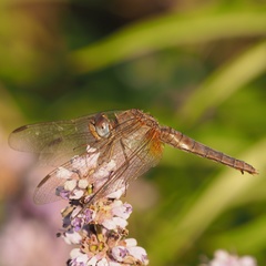 Crocothemis erythraea