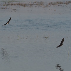 Hirundo rustica
