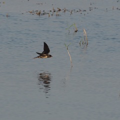 Hirundo rustica