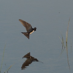 Hirundo rustica