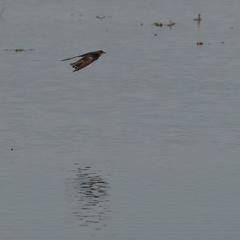 Hirundo rustica