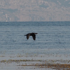 Microcarbo pygmaeus