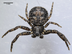 Bassaniana utahensis