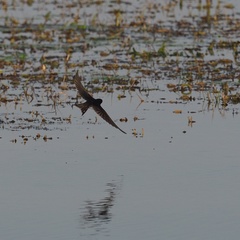 Hirundo rustica
