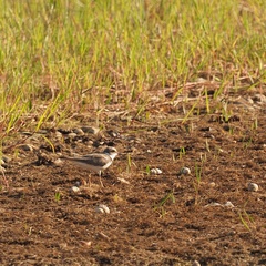 Charadrius dubius