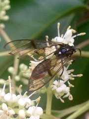 Argyroeides notha