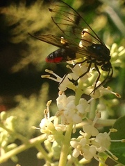 Argyroeides notha
