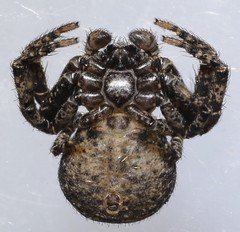 Bassaniana utahensis