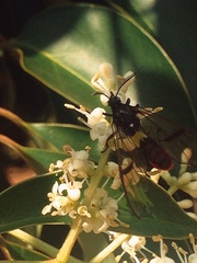 Argyroeides notha