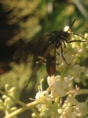 Argyroeides notha