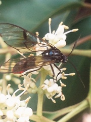 Argyroeides notha