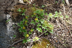 Hamadryas magellanica