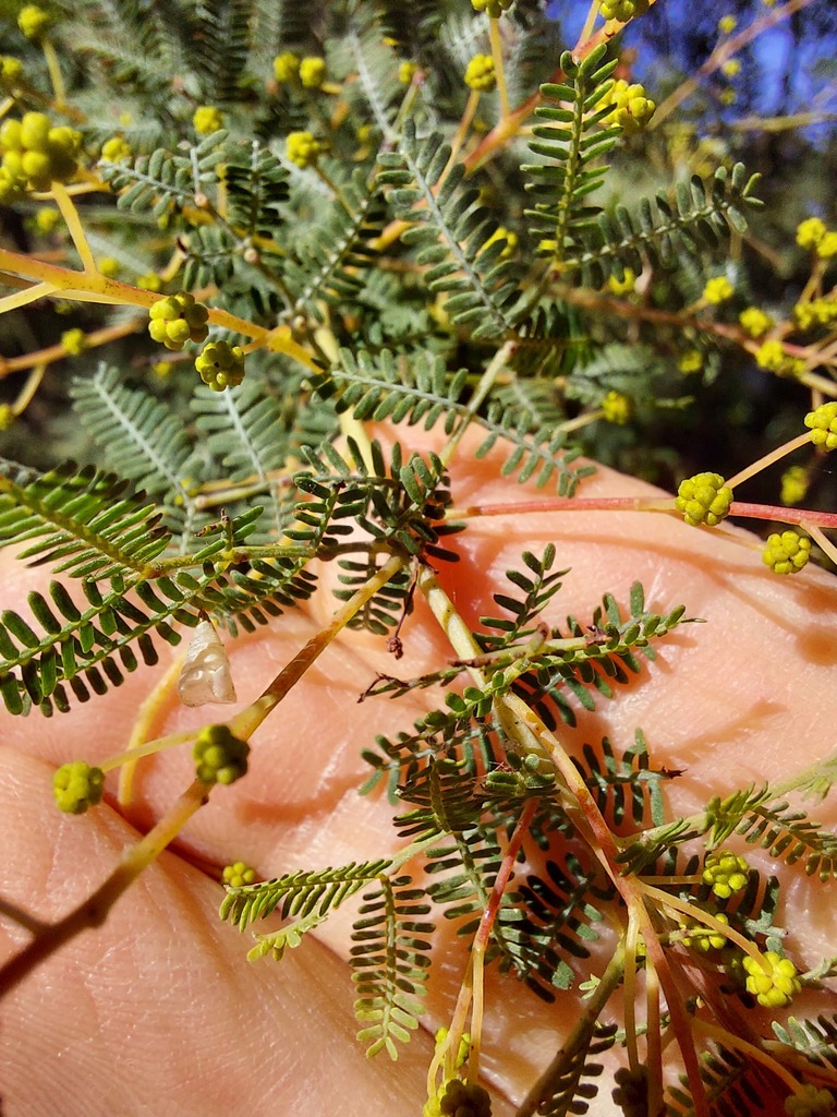 Acacia baileyana × pubescens