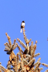 Junco hyemalis montanus