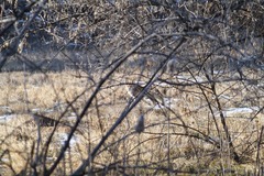 Vulpes vulpes macroura