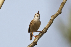 Prinia rufescens