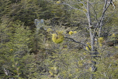 Misodendrum punctulatum